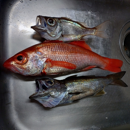 アカムツの釣果