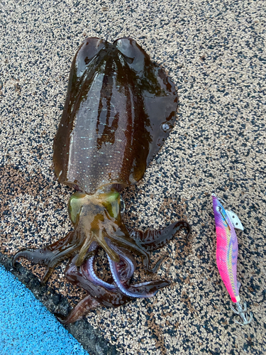 アオリイカの釣果