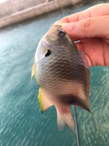 スズメダイの釣果