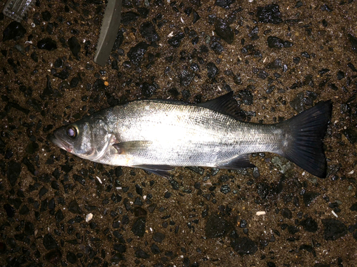 セイゴ（ヒラスズキ）の釣果