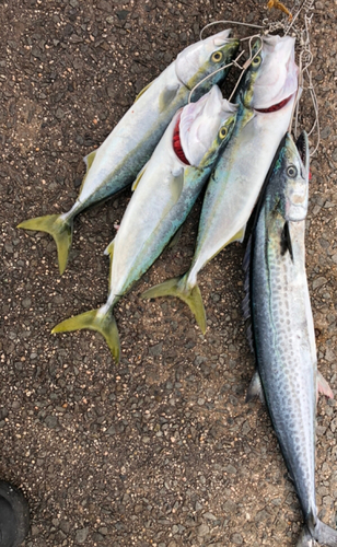 ハマチの釣果