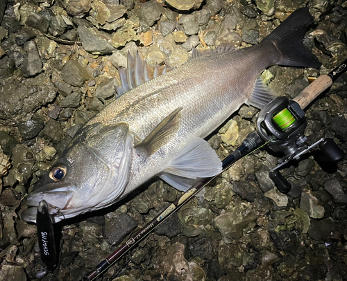 シーバスの釣果