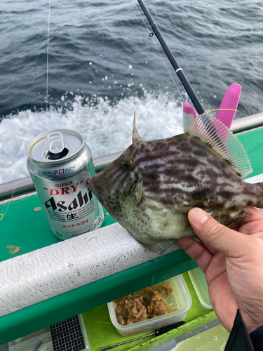 カワハギの釣果