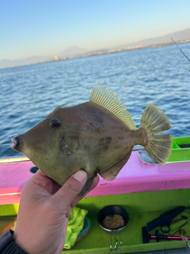 カワハギの釣果