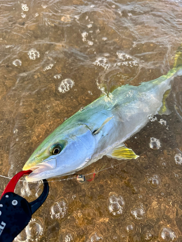 ヤズの釣果