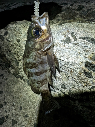 メバルの釣果