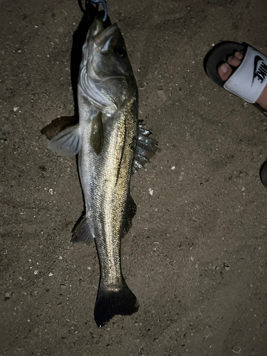 シーバスの釣果