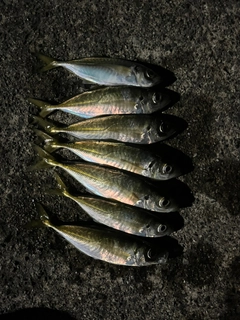 アジの釣果