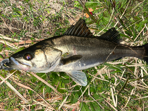 スズキの釣果