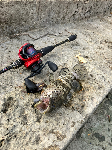 チャイロマルハタの釣果