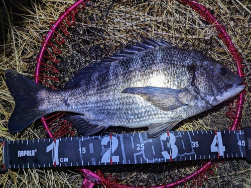 チヌの釣果