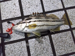 シマイサキの釣果