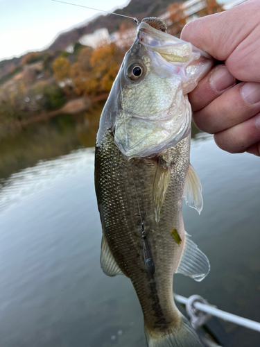 ラージマウスバスの釣果