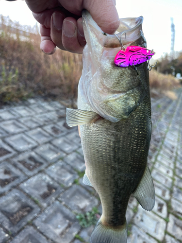 ラージマウスバスの釣果