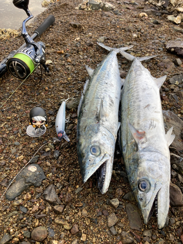 サゴシの釣果