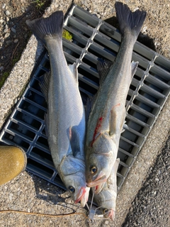 スズキの釣果