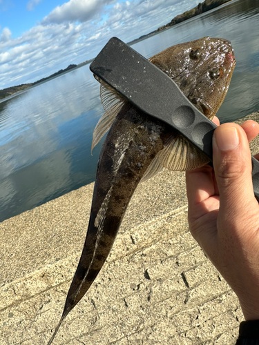 マゴチの釣果