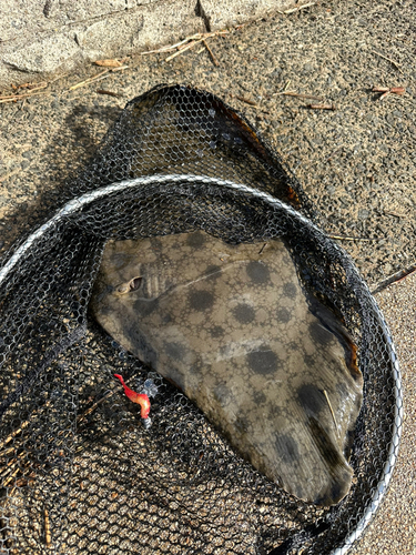 ツバクロエイの釣果