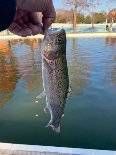 ニジマスの釣果