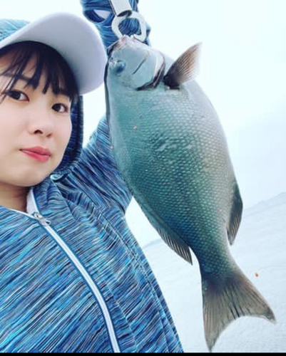 メジナの釣果