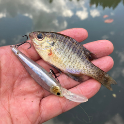 【非公式】　村西とおるの釣果