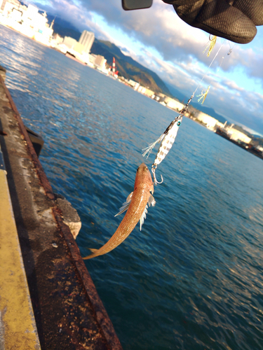 エソの釣果