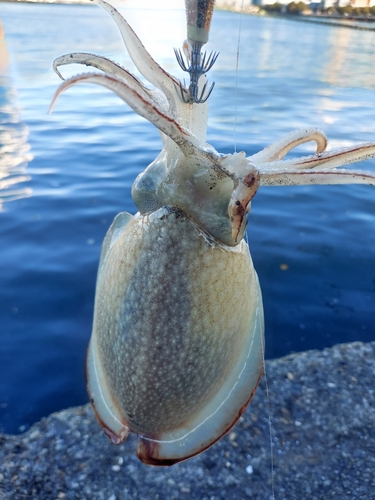 シリヤケイカの釣果