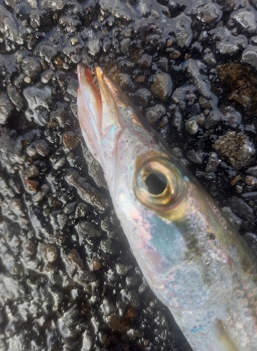 カマスの釣果