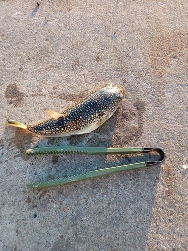 ショウサイフグの釣果