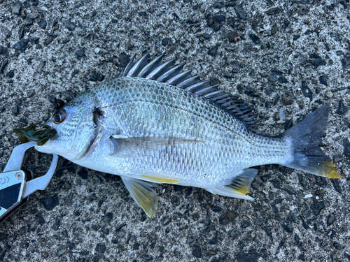 キビレの釣果