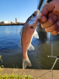 セイゴ（マルスズキ）の釣果