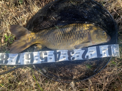 コイの釣果