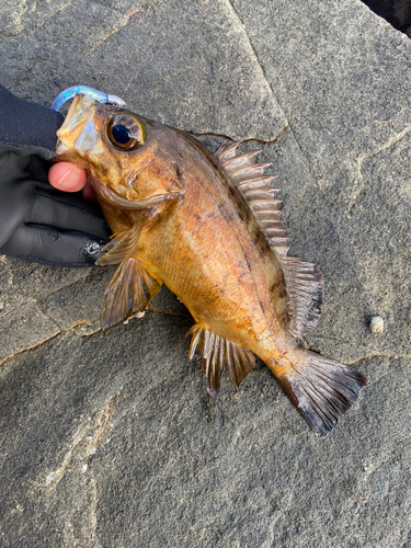 メバルの釣果