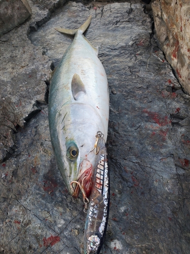 ヤズの釣果