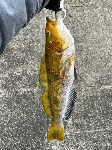 アイナメの釣果