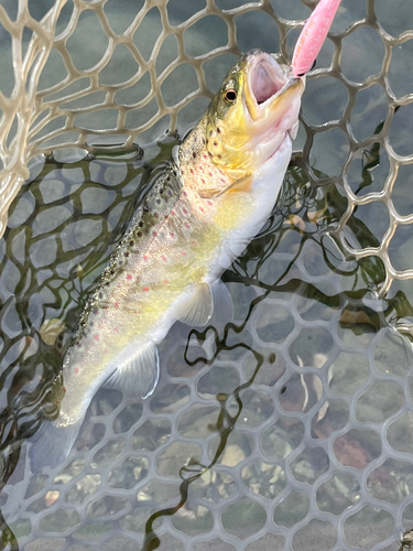 ブラウントラウトの釣果