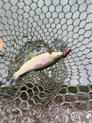 ブラウントラウトの釣果