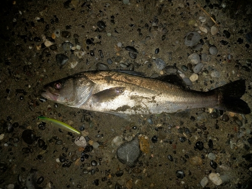 フッコ（マルスズキ）の釣果