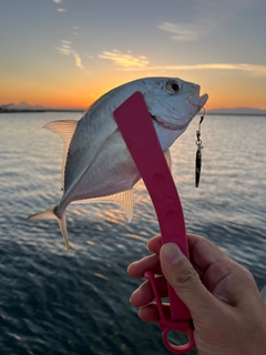 メッキの釣果