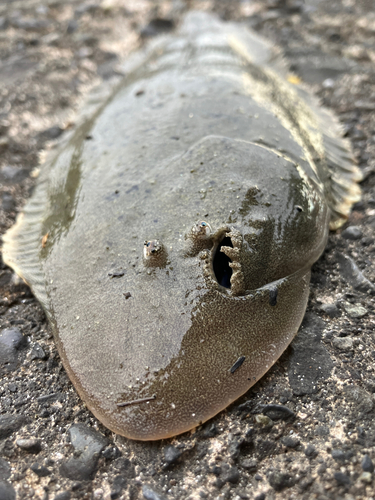 シタビラメの釣果