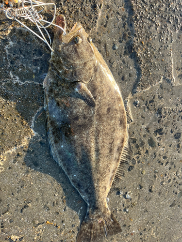 ヒラメの釣果