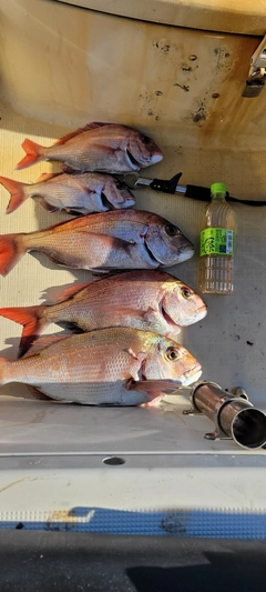 マダイの釣果