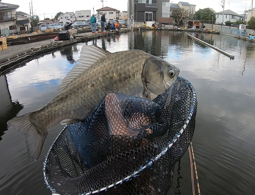 ヘラブナの釣果