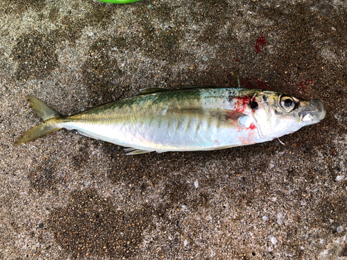 マルアジの釣果