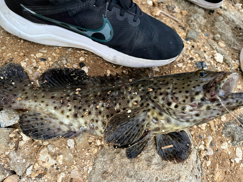 ヤイトハタの釣果