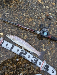 アメマスの釣果