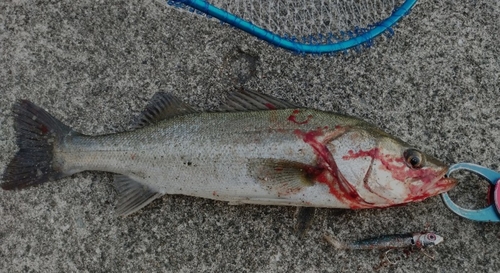 シーバスの釣果