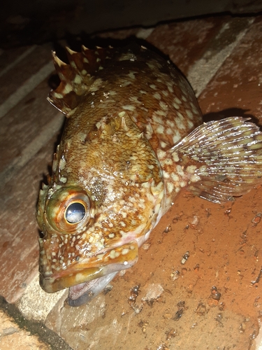 カサゴの釣果