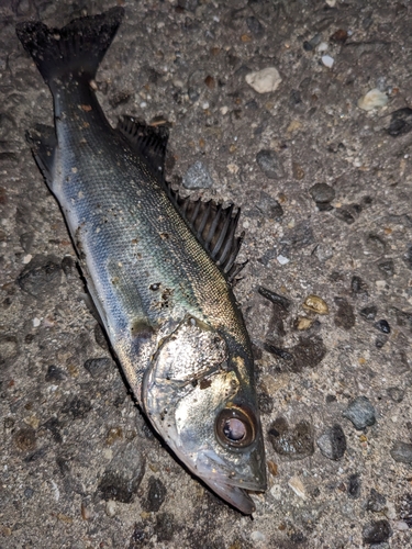 セイゴ（マルスズキ）の釣果