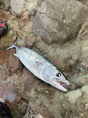 ハガツオの釣果